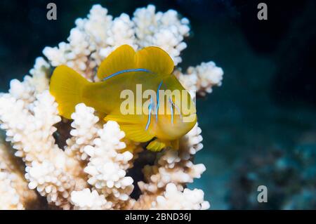 Coralgobio di limone (Gobiodon citrinus) su persico di corallo. Egitto, Mar Rosso. Foto Stock