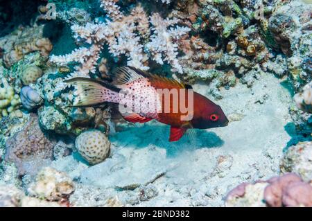 Pesce di Lyretail (Bodianus anthioides), Egitto, Mar Rosso. Foto Stock