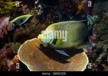 Pesce angelo semicircolare (Pomacanthus semicirculatus) che nuotano sopra la barriera corallina. Parco Nazionale di Komodo, Indonesia. Indo-Pacifico. Foto Stock