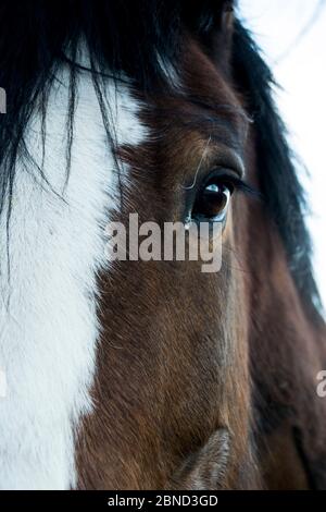 Mezzo ritratto della testa del cavallo Foto Stock