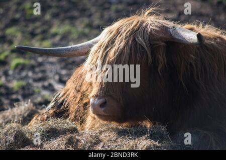 Zenzero delle Highland mucca Foto Stock