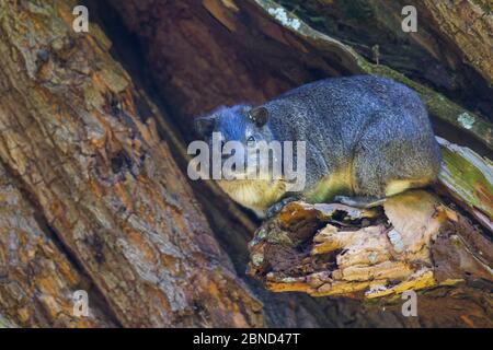 L'irax orientale (Dendrohyrax arboreus) sul tronco dell'albero, la penisola di Zege, la riserva della biosfera del lago Tana, Etiopia. Foto Stock