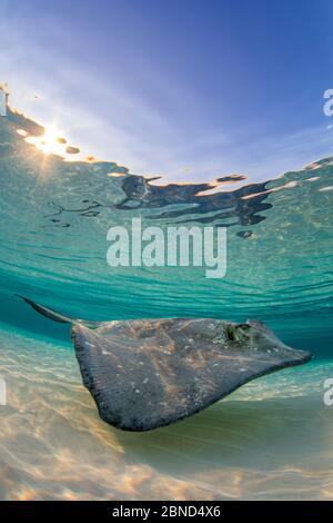 Stingray meridionale (Hypanus americanus) che nuota su una barra di sabbia la mattina presto. Grand Cayman, Isole Cayman. Mar dei Caraibi. Foto Stock