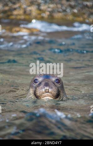 Ritratto di una giovane foca di elefante del Nord (Mirounga angustirostris) in superficie, vicino alla riva. Isola di Guadalupe, Baja California, Messico. Est, P. Foto Stock