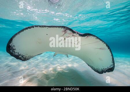 Stingray meridionale (Hypanus americanus) che nuota su una barra di sabbia la mattina presto. Grand Cayman, Isole Cayman. Mar dei Caraibi. Foto Stock