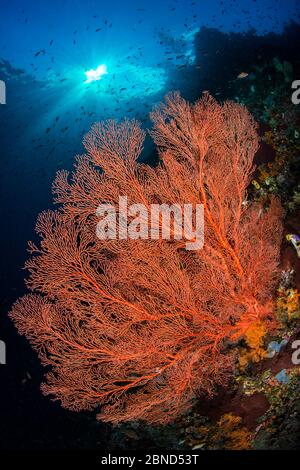 Ventilatore del mare rosso (Melithaea sp.) su una parete di barriera corallina. Nudi Rock, Isole Fiabacet, Misool, Raja Ampat, Papua Occidentale, Indonesia. Foto Stock