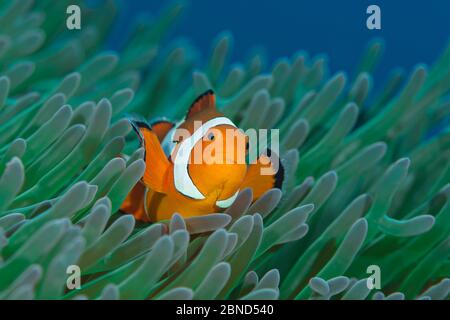 Anemonefish falso clown (Amphiprion ocellaris) in magnifico anemone marino (Heteractis magnifica). Yillet Kecil, Yillet Islands, Misool, Raja Ampat, noi Foto Stock