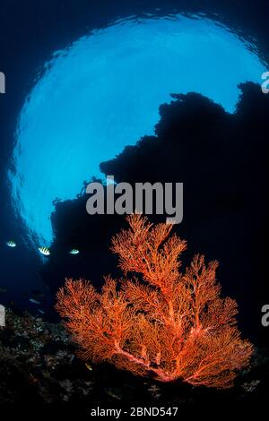 Ventilatore del mare rosso (Melithaea sp.) che cresce sotto lo sbalzo di un'isola. Andiamo, Isole Daram, Misool, Raja Ampat, Papua Occidentale, Indonesia. Pacifico Oca Foto Stock