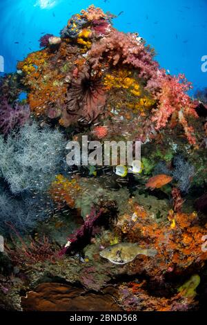 Scena di reef colorato con cernia di Corallo (Cephalopholis miniata), mappa puffer (Arothron mapppa) e Panda butterflyfish (Chaetodon adiergastos). Ree. Serbatoio Foto Stock