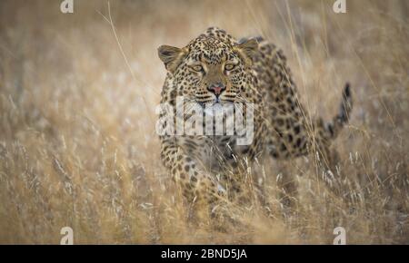 Leopardo (Panthera pardus) femmina in erba, Etosha Namibia Foto Stock