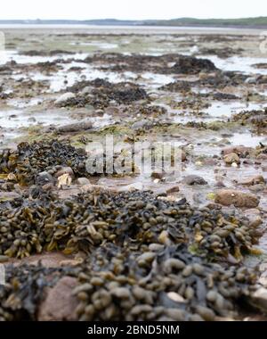 Le alghe sulla spiaggia Foto Stock