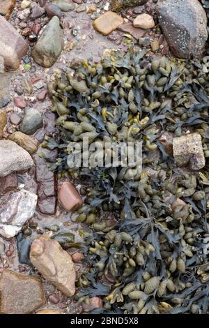 Bladderrack sulla spiaggia Foto Stock