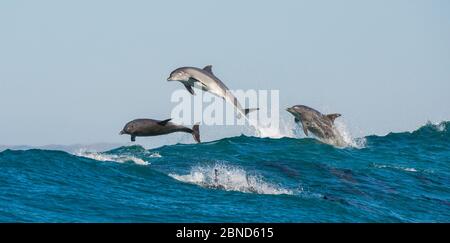 Delfini turlenosed (Tursiops truncatus) che raffigurano durante la corsa annuale di sardine, Port St Johns, Sudafrica, giugno. Foto Stock