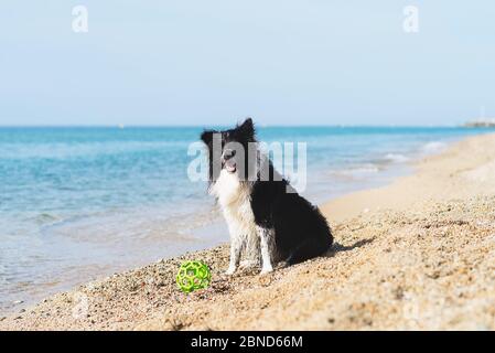 cane collie bordo con palla in bocca mentre si siede sulla spiaggia Foto Stock