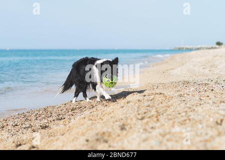 cane collie bordo con palla in bocca mentre corrono sulla spiaggia Foto Stock