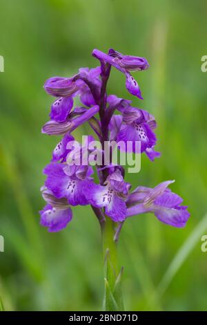 Orchidea alata verde (Anacamptis morio) Willwell Farm Cutting, Nottingham, Inghilterra, UK, maggio. Foto Stock