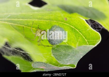 Ragno a pettine (Enoplognatha ovata) femmina che protegge uovo-sac in foglia di quercia arrotolata, South Yorkshire, Inghilterra, UK, dicembre. Settembre. Focus-sta Foto Stock