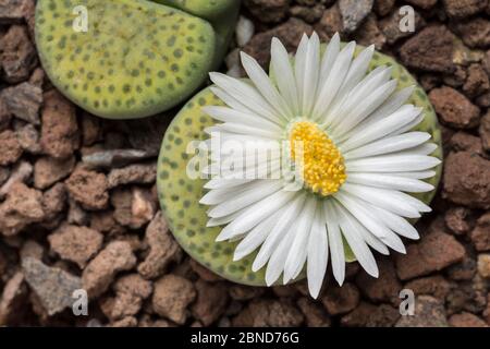 Fiore vivente di pianta di pietra (Lithops fulviceps 'aurea') pianta coltivata originaria del Sudafrica. Immagine messa a fuoco sovrapposta. Foto Stock