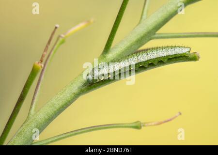 Farfalla arancione-punta caterpillar (Andhokaris cardamines) su Lady's Smock / Cuckooflower (Cardamine pratensis) Penisola di Gower, Galles, Regno Unito, giugno. Foto Stock