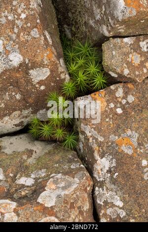 Muschio comune (Polytrichum commune) che cresce tra rocce ricoperte di licheni, Derbyshire, Inghilterra, UK, settembre. Immagine messa a fuoco sovrapposta. Foto Stock