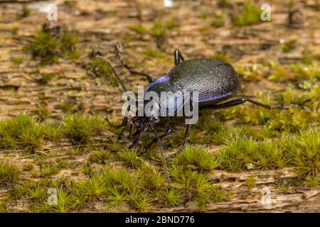 Violetto terra scarabeo (Carabus problematicus) Derbyshire, Inghilterra, Regno Unito, agosto. Foto Stock