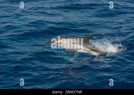 Salto con i delfini a strisce (Stenella coeruleoalba), Santuario di Pelagos per i mammiferi marini mediterranei, Italia. Mar Ligure, Mar Mediterraneo. Foto Stock