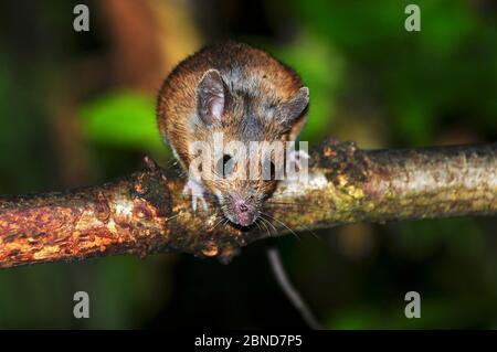 Mouse di legno (Apodemus sylvaticus) che sale in siepe. Dorset, Regno Unito, agosto.