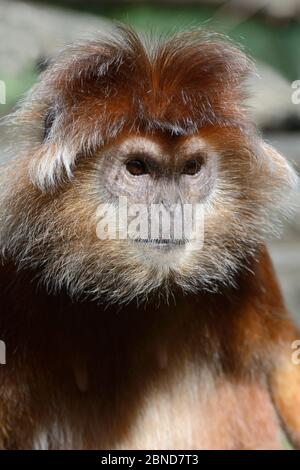 Javan Langur (Trachypithecus auratus) prigioniero allo Zoo de la Boissiere, Francia. Settembre 2014. Foto Stock