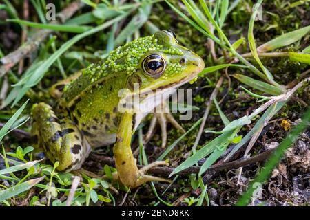 Rana commestibile (Pelophylax esculentus) su terra, la Brenne, Indre, Francia, giugno Foto Stock