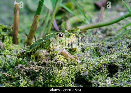 Rana commestibile (Pelophylax esculentus) seduta tra le anatre in stagno, Indre, Francia, giugno. Foto Stock