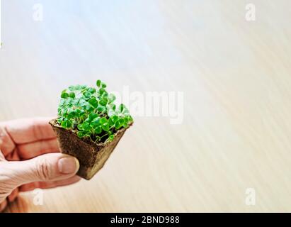 Primo piano di una mano di una donna che tiene il terreno con una pianta in esso. Sale. Le piccole piante di basilico. Spazio di copia Foto Stock