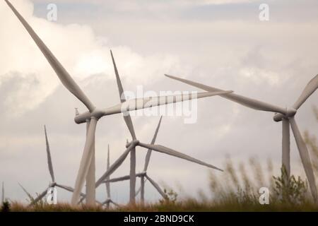 Whitelee Windfarm, Scozia, Regno Unito. 14 maggio 2020. Nella foto: Di proprietà di Scottish Power Renewables, Whitelee Wind Farm è la più grande azienda eolica a terra del Regno Unito con 215 turbine che generano una produzione totale di 539 megawatt di elettricità, sufficiente per alimentare appena meno di 300,000 abitazioni. Mentre il governo britannico e scozzese stanno pianificando una strategia di uscita per il blocco del coronavirus (COVID-19), la domanda di un maggiore utilizzo di energia deve essere equilibrata con le considerazioni e le responsabilità dei piani sul cambiamento climatico. Credit: Colin Fisher/Alamy Live News Foto Stock