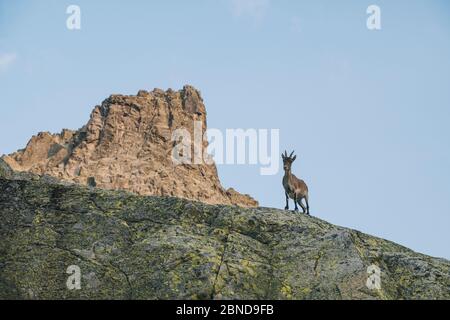 Capra di montagna spagnola, chiamata Ibex, in Sierra de Gredos, Avila, Spagna Foto Stock