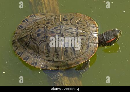 Slider rosso-arato (Trachemys scripta elegans), Virginia, USA, giugno. Foto Stock