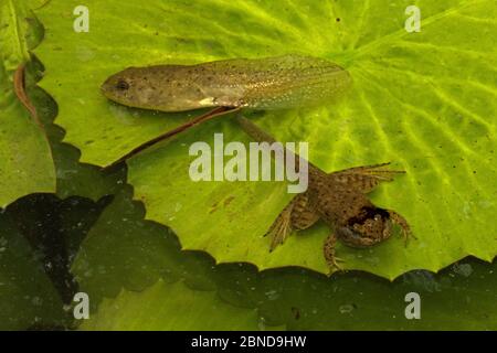 Rana americana (litobates catesbeianus) tadpole e froglet tra le palchi di ninfea, Washington, Distretto di Columbia, USA. Luglio. Foto Stock