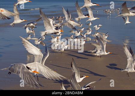 Gregge di Sandwich (Thalasseus sandvicensis) e di Sterne reali (Sterna maxima) in volo. Fort Myers Beach, Florida, Stati Uniti, marzo. Foto Stock