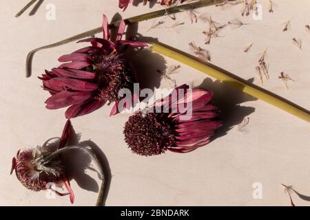 Bulbi di fiori morti Moody con lunghe ombre su sfondo di legno Foto Stock