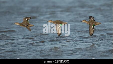 Teal (Anas recca) gruppo in volo, inverno, Gloucestershire, Inghilterra, Regno Unito. Foto Stock