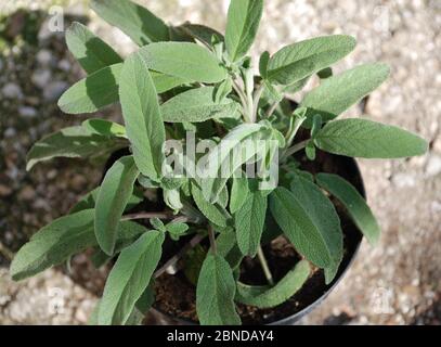 Una pianta di salvia di ananas che cresce in un vaso di plastica Foto Stock