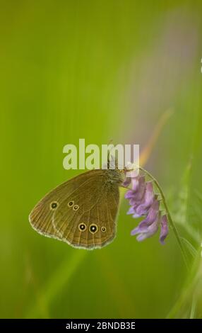 Farfalla di anello (Aphantopus iperantus) adulto, Suffolk, Inghilterra, Regno Unito, luglio. Foto Stock