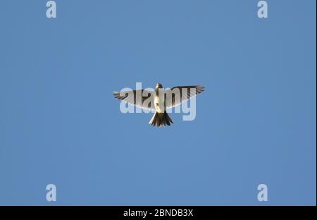 Skylark (Alauda arvensis) in volo cantando, Yorkshire, Inghilterra, Regno Unito, aprile. Foto Stock