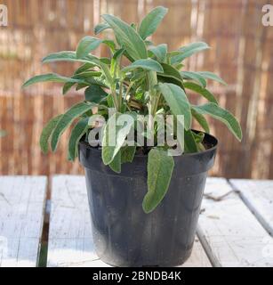 Una pianta di salvia di ananas che cresce in un vaso di plastica Foto Stock