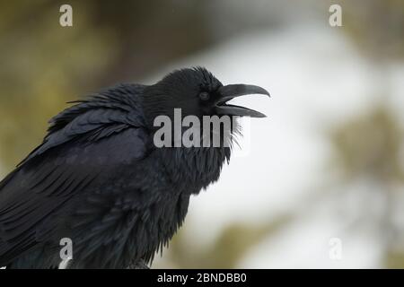 Corvo Imperiale (Corvus corax) ritratto, il Parco Nazionale di Yellowstone, Wyoming negli Stati Uniti, febbraio. Foto Stock