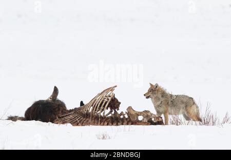 Coyote (Canis latrans) che si nutre di bisonti morti nella neve, Yellowstone National Park, Wyoming, USA, febbraio. Foto Stock