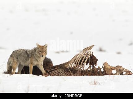 Coyote (Canis latrans) che si nutre di bisonti morti nella neve, Yellowstone National Park, Wyoming, USA, febbraio. Foto Stock
