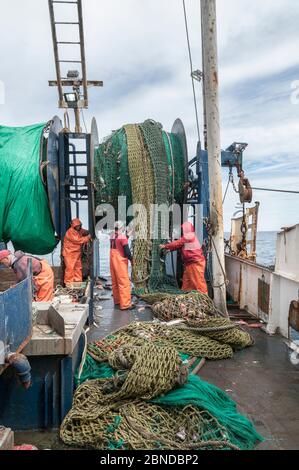 Pescatori che svuotano la rete di draghe piena di Haddock (Melanogrammus aeglefinus) sul ponte. Georges Bank, New England, USA, maggio. Modello rilasciato. Foto Stock