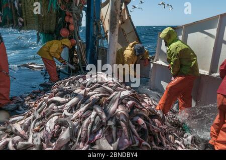 Pescatori che smistano Haddock (Melanogrammus aeglefinus), Pollock (Pollachius) e Dogfish (Squalidae) dalla rete, Georges Bank al largo del Massachusetts, New Engla Foto Stock