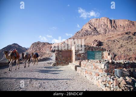 Viaggio in Egitto. Salendo su per la montagna. Cammelli caravan. I beduini house Foto Stock