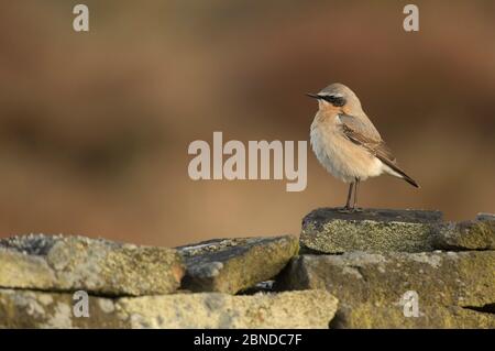 Maschio di wheatear (Oenanthe enanthe) su parete di gritstone, Derbyshire, Inghilterra, Regno Unito, aprile. Foto Stock