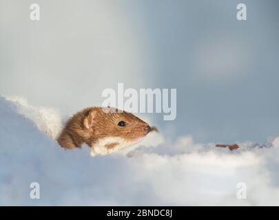 Weasel (Mustela nivalis) testa che si stacca da una buca di neve, Sheffield, Inghilterra, Regno Unito. Foto Stock